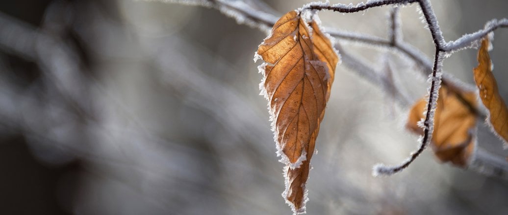 autumn leaf covered in ice frost