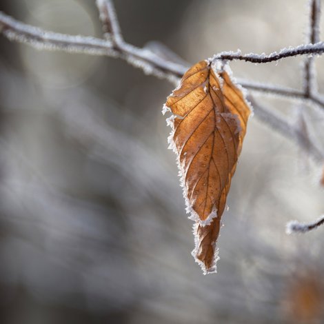 autumn leaf covered in ice frost